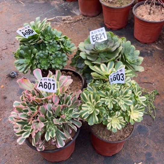 603四个法师不包断枝