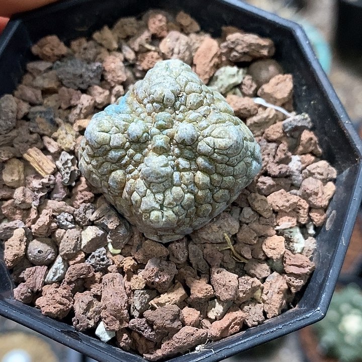 孤品实生四方凝蹄玉福利3.1cm仙人球