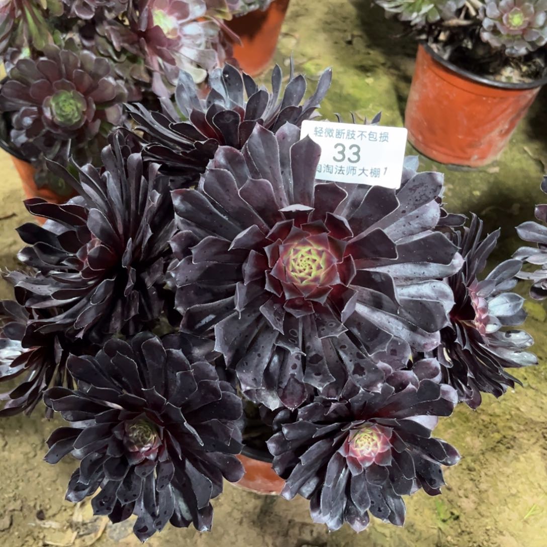 33黑铜壶多肉植物法师