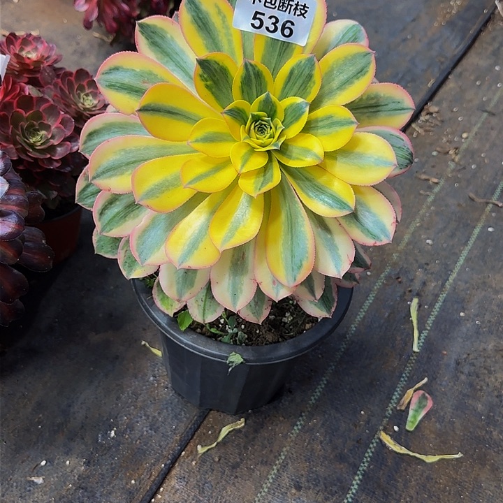 用****5536多肉法师锦1111