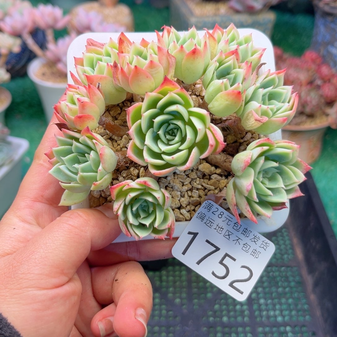 大1752（d h x h ch b h n