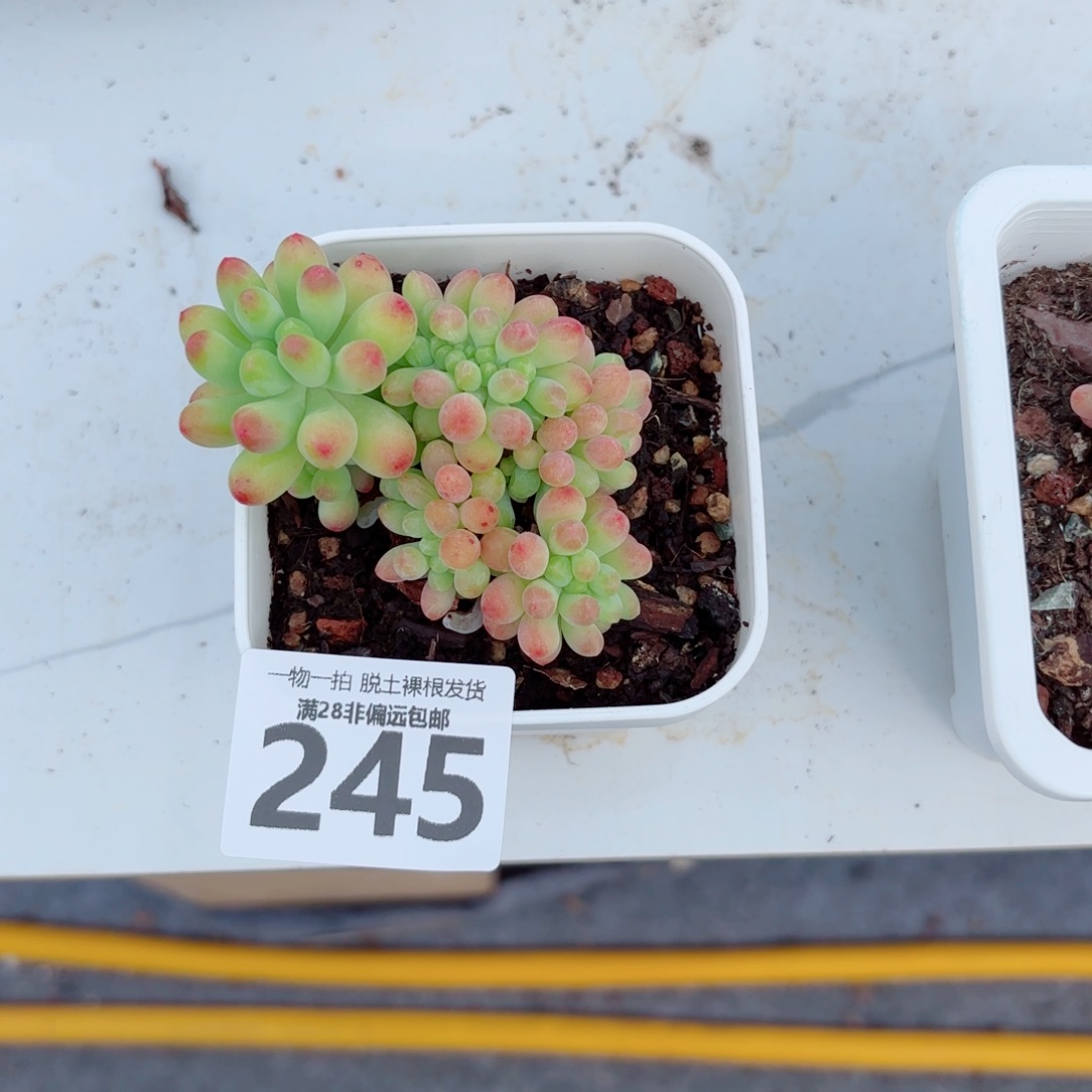 果冻乙女心缀化多肉多肉