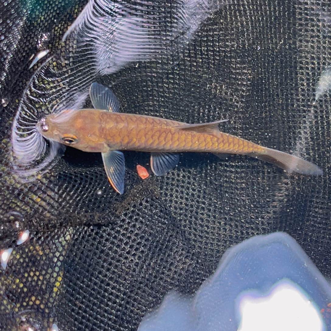 海水鱼黑纹黑纹黑纹