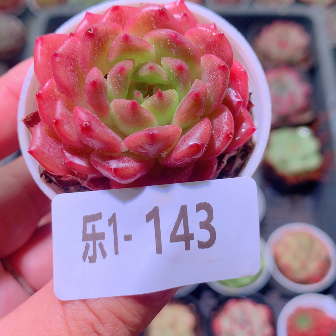 乐然1- 143 灵翠单头 