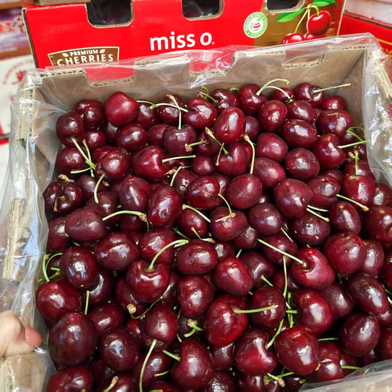 海运车厘子J 2500g智利