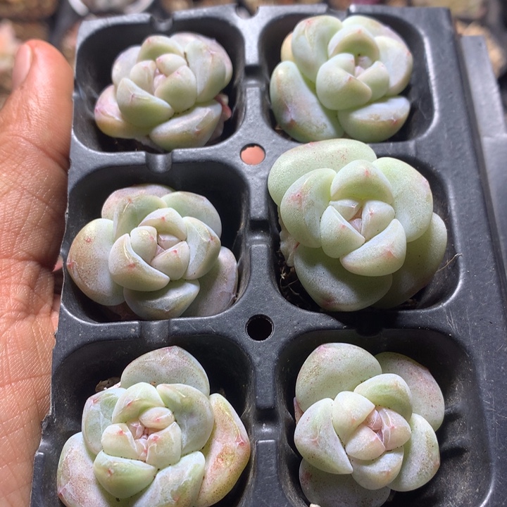 琥珀冰多肉6颗组合套餐