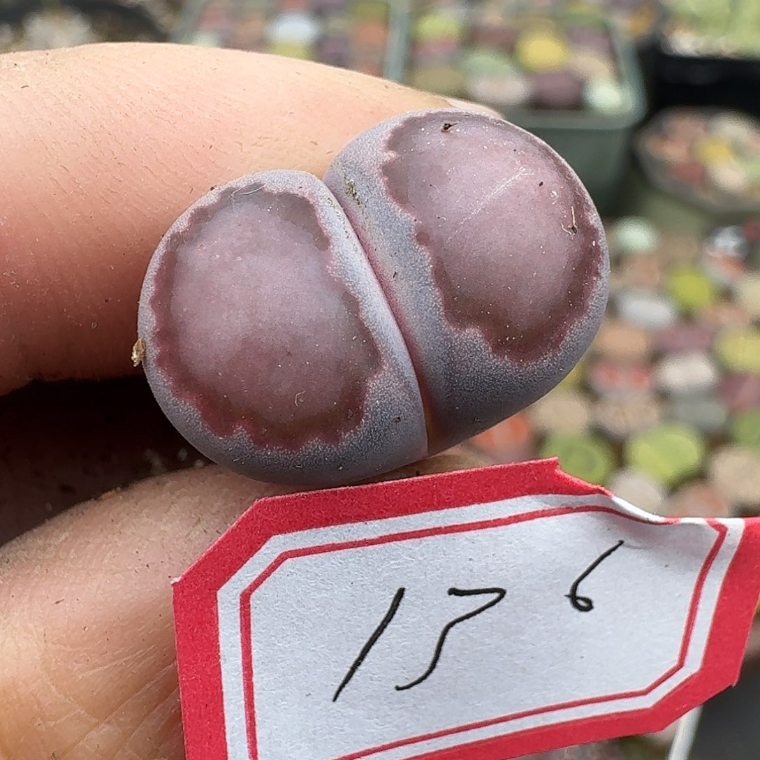 136多肉哈哈哈哈哈哈腿长介意勿拍