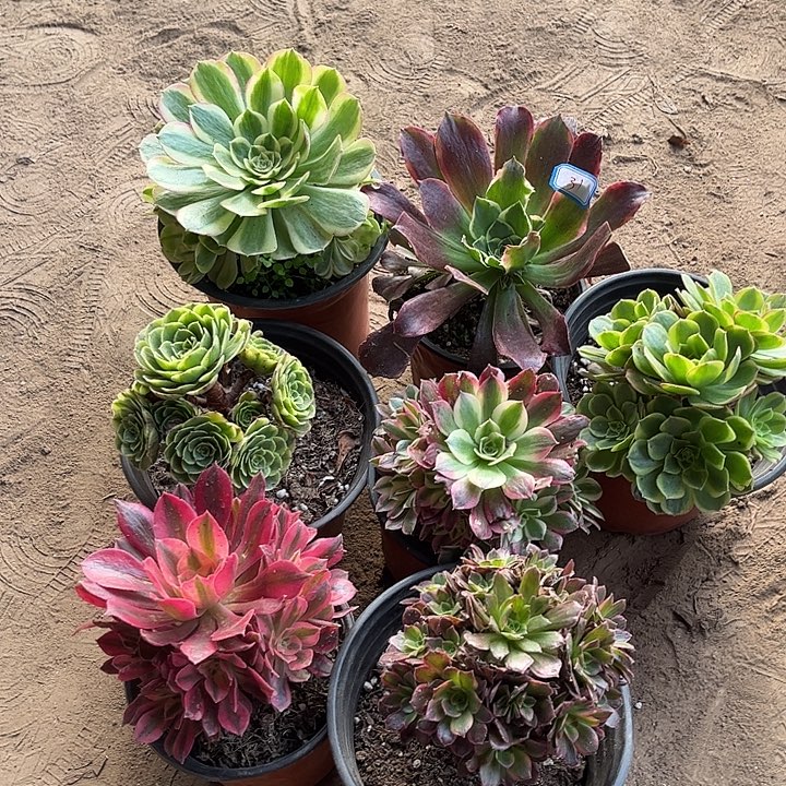 031多肉植物组合，