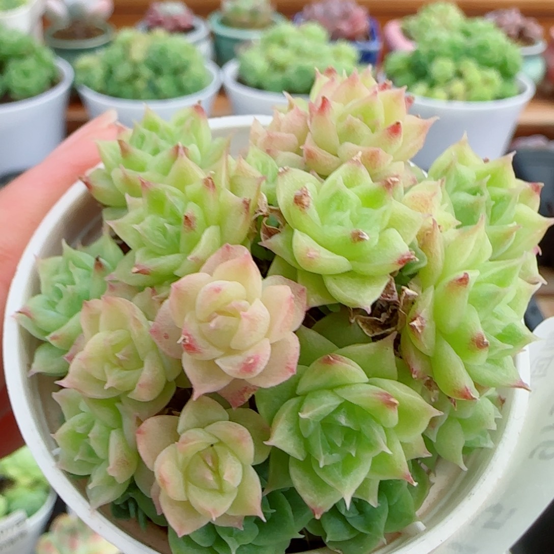 花语逸镜0907-115散