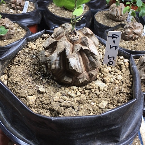 闪4-5南非龟甲龙