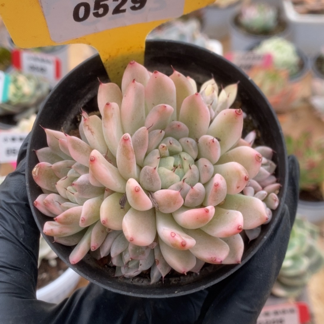 ?***?529妲己锦锦锦锦锦