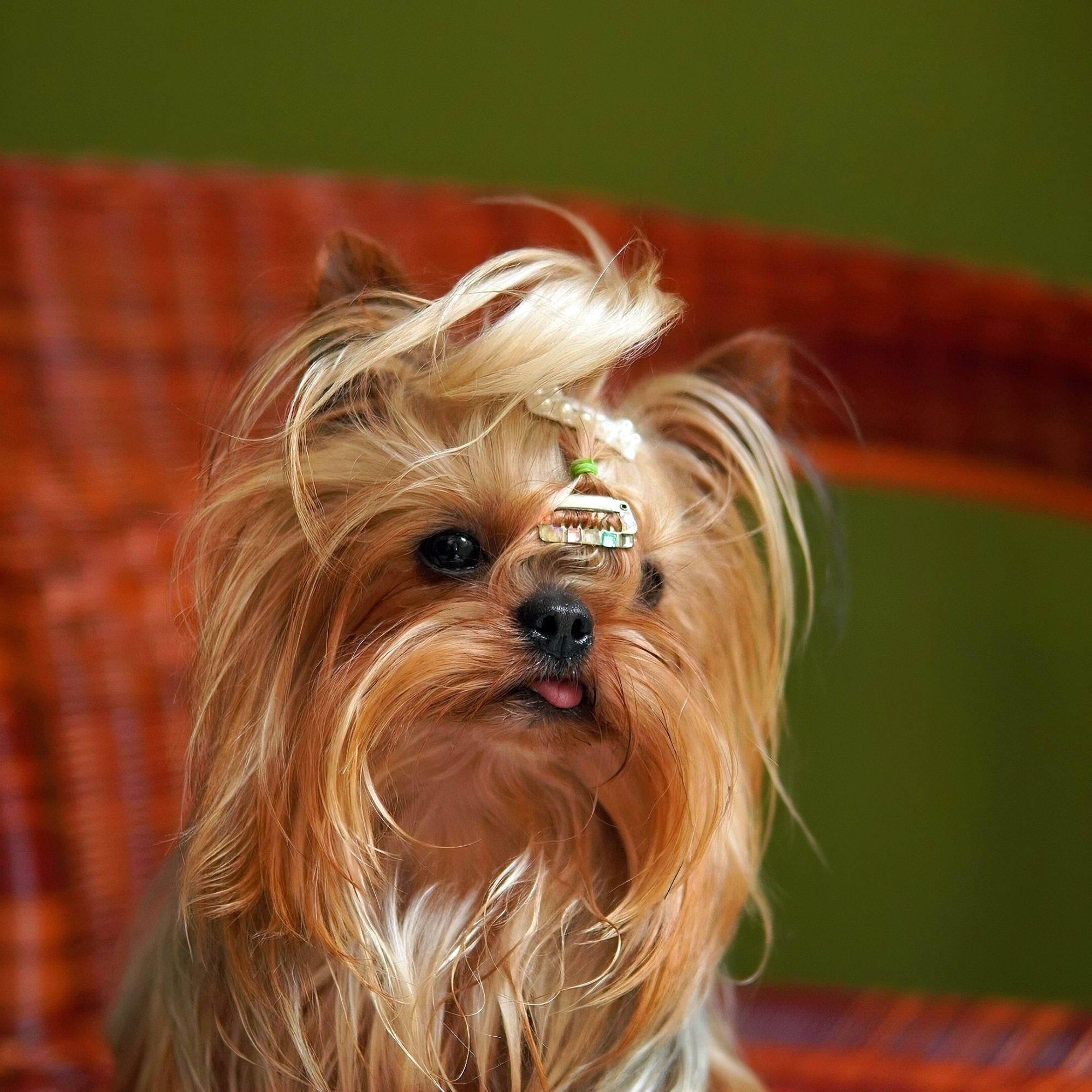 武汉莹子精品萌宠小型犬约克夏幼犬茶杯体梗犬