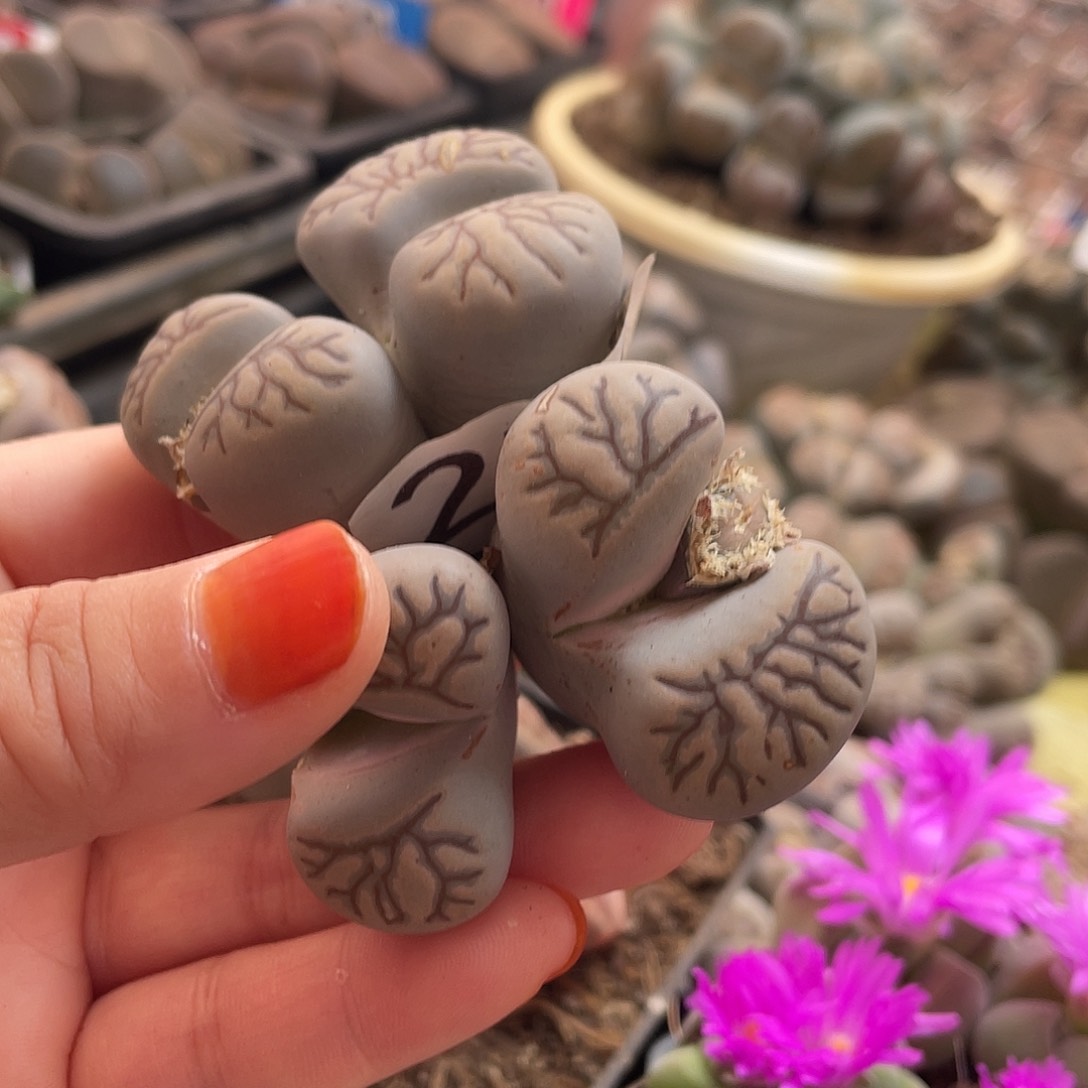 生石花一颗278000