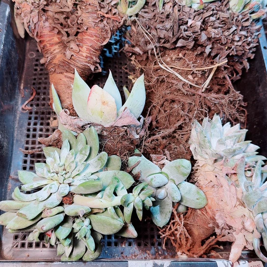 9116瑕疵框拍不售后