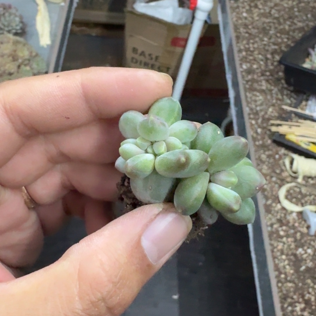 打***死卡布奇诺 缀化 一物一拍