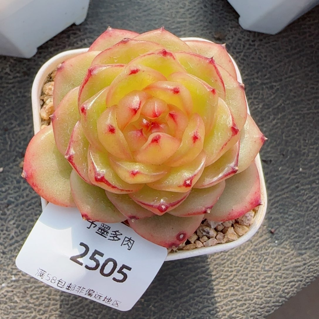 玉芷珍妮，2505多肉
