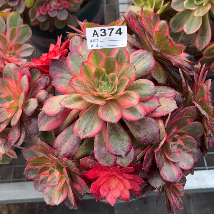 374黑魔锦20厘米左右