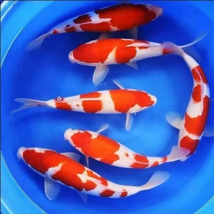 1号链接直播观赏鱼下单