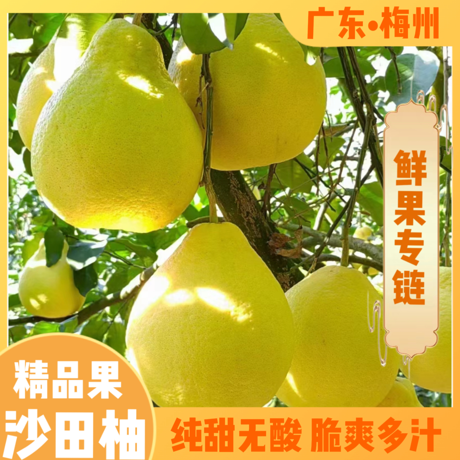 广东梅州沙田柚新鲜现摘现发白心柚清甜多汁应季水果新鲜现摘