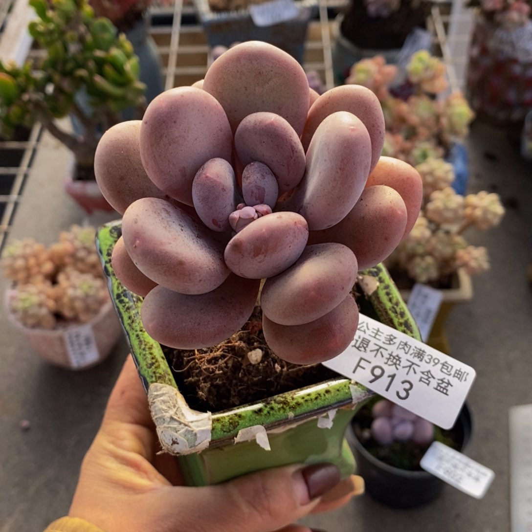 彩虹奶酪813/6c m