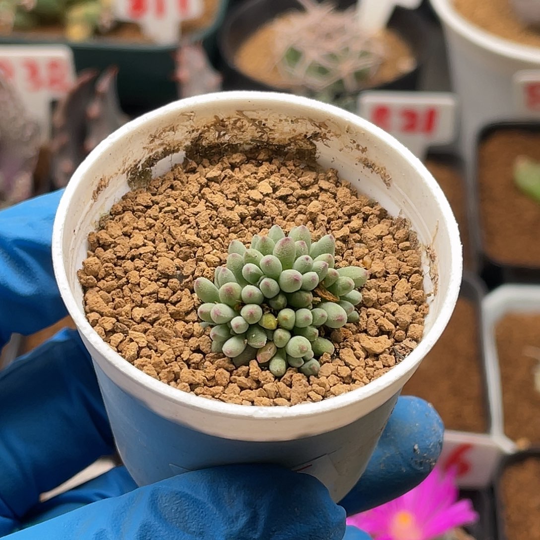 番杏葵珊瑚仙人球多肉