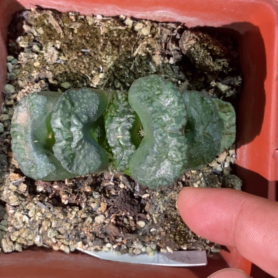 706 一颗大黑玉扇 超级福利