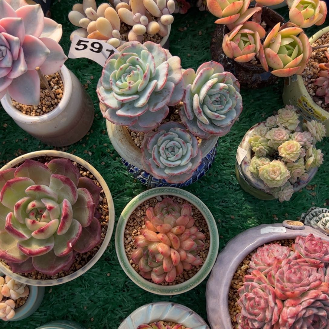 ****定591 多肉植物组合盆栽