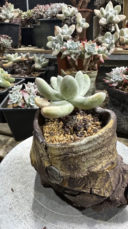 野生单头帕奇飞图仙女杯