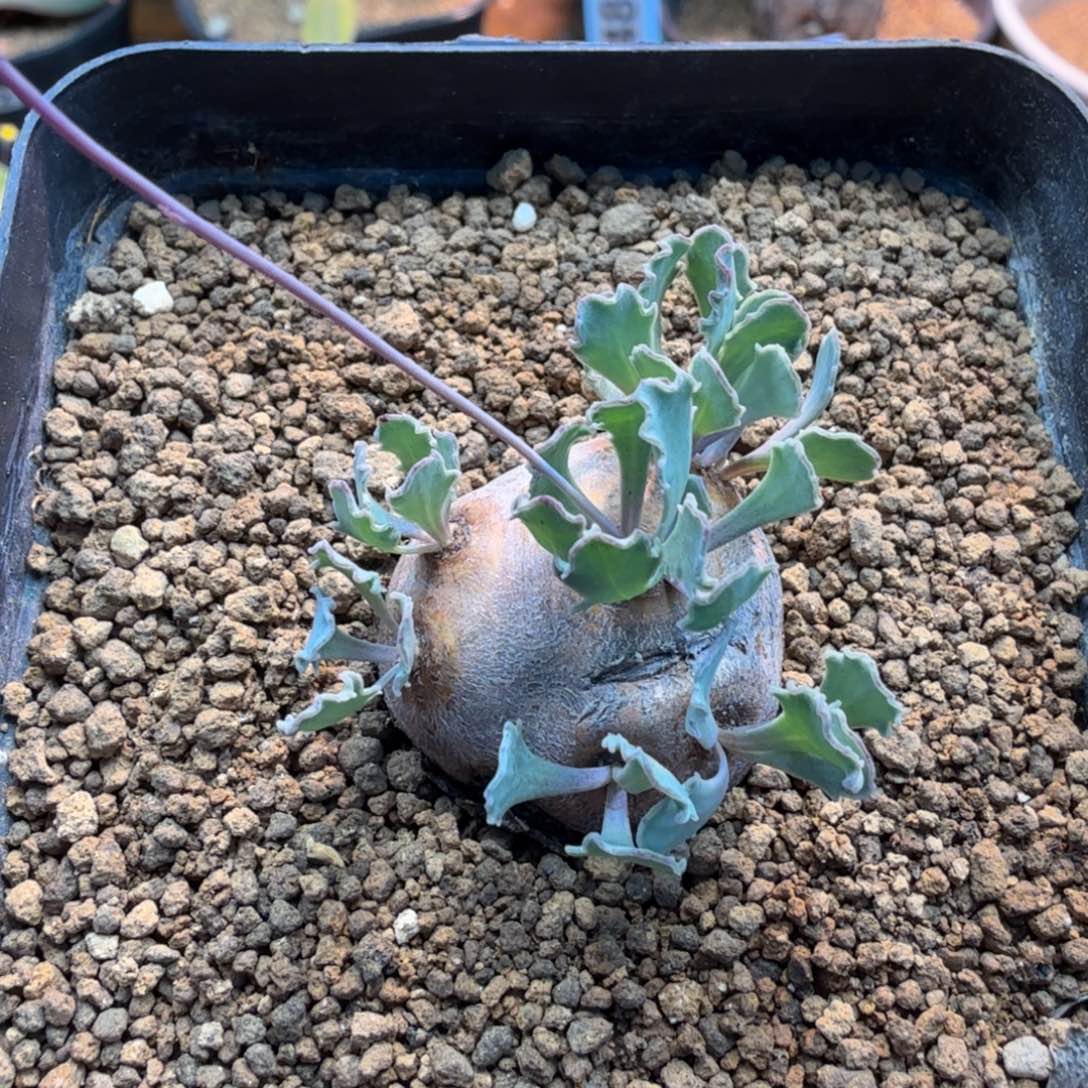 格加厚墩菊301(产地)