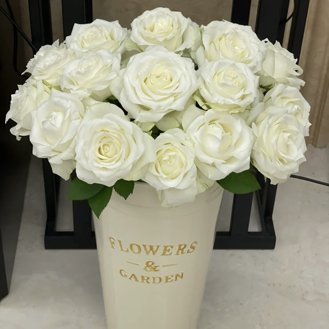 仅限新疆石河子自取】10枝白色骄傲玫瑰云南鲜花家用水养真