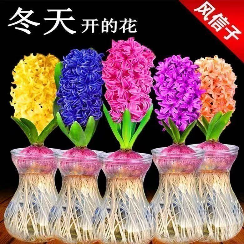 风信子种球盆栽水培植物耐寒栽培花卉土培阳台地栽黄色紫色蓝色球