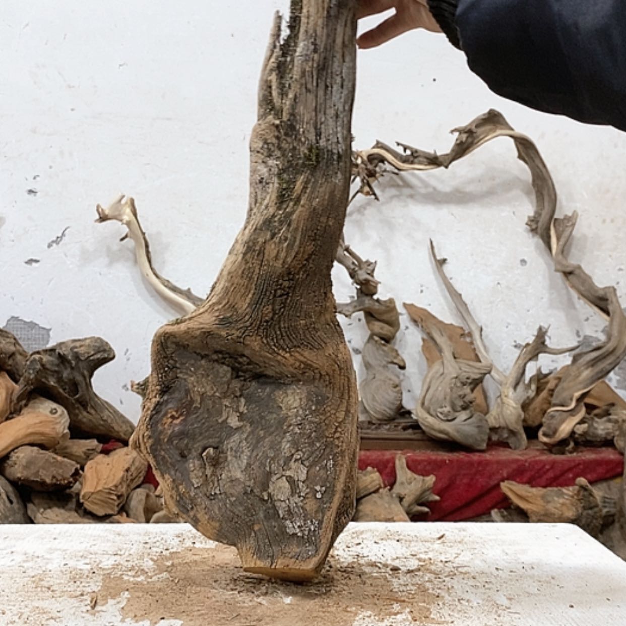 【闪购商品】柏木壹*堂我们都是好孩子