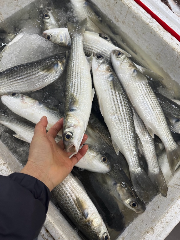 新鲜网捕大乌头鱼 新鲜鲻鱼香煎乌头冷冻顺丰