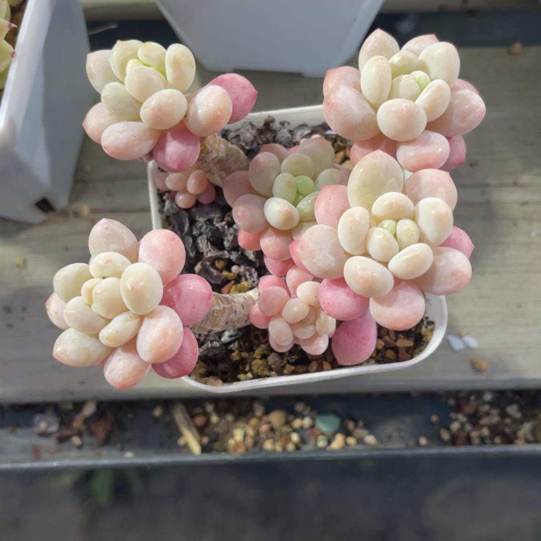 优选洛可可老桩1380