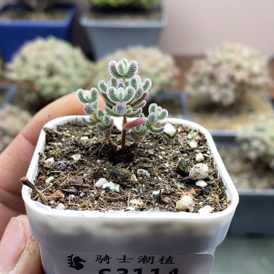 3114实生精控优选冰晶多肉