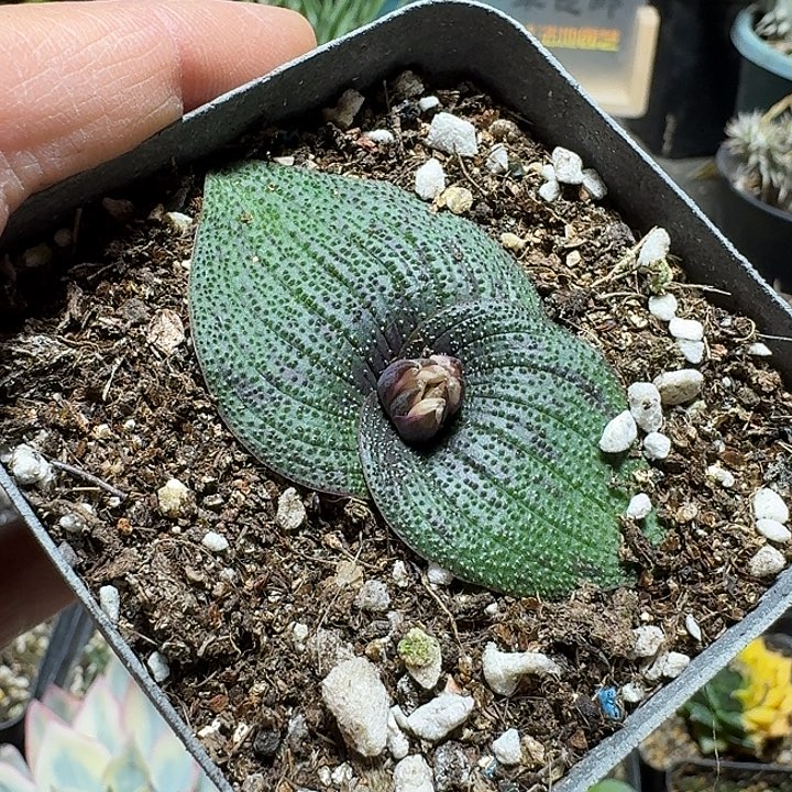 ᥫ***ᐝ390紫镜带盆发货实生