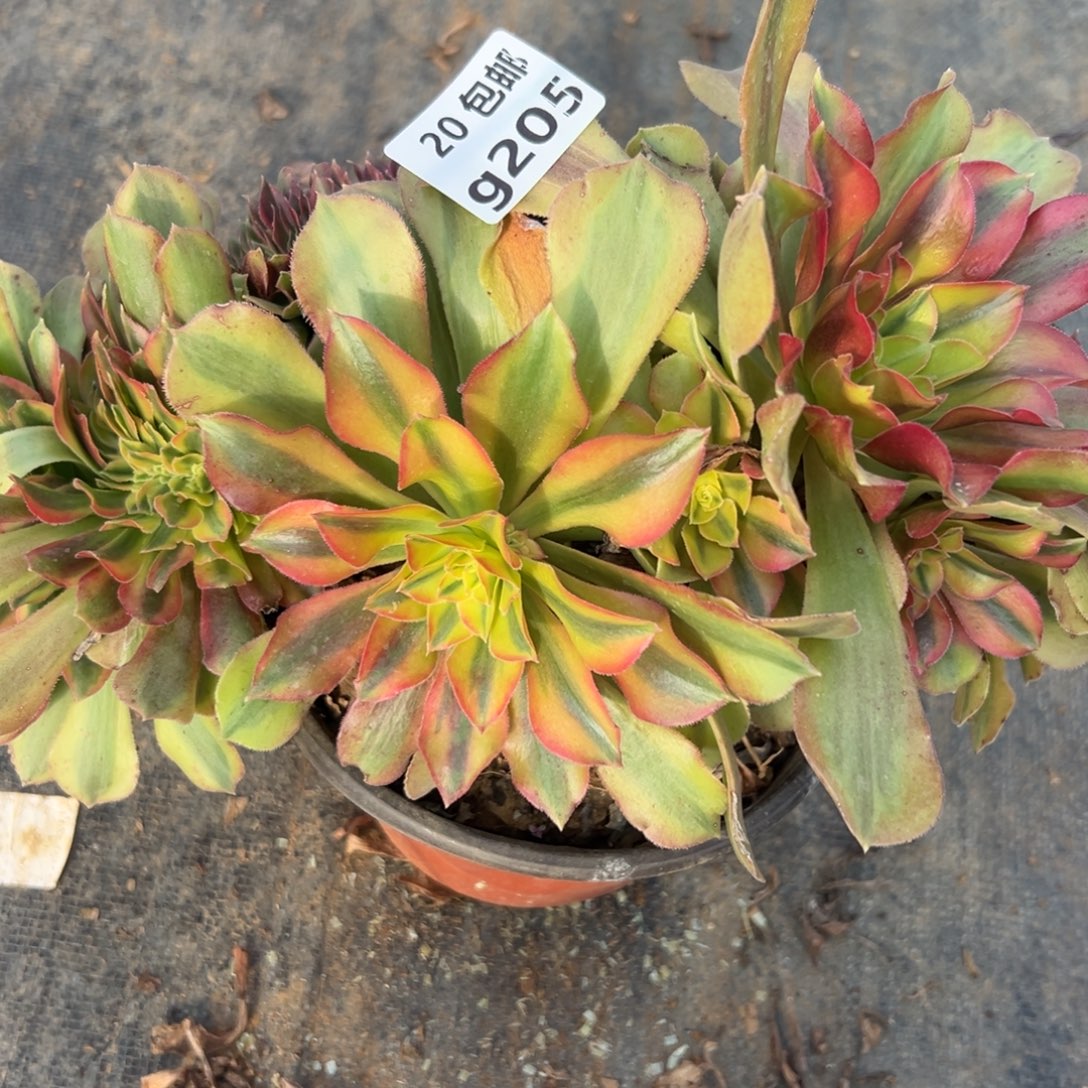 205红秀缀，满20包邮嘟叮熊