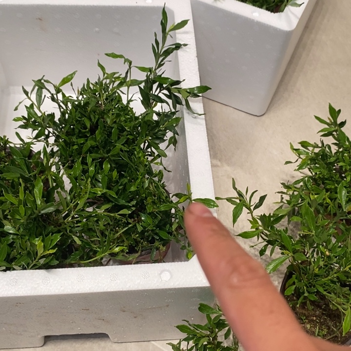 完全开放清玉栀子花