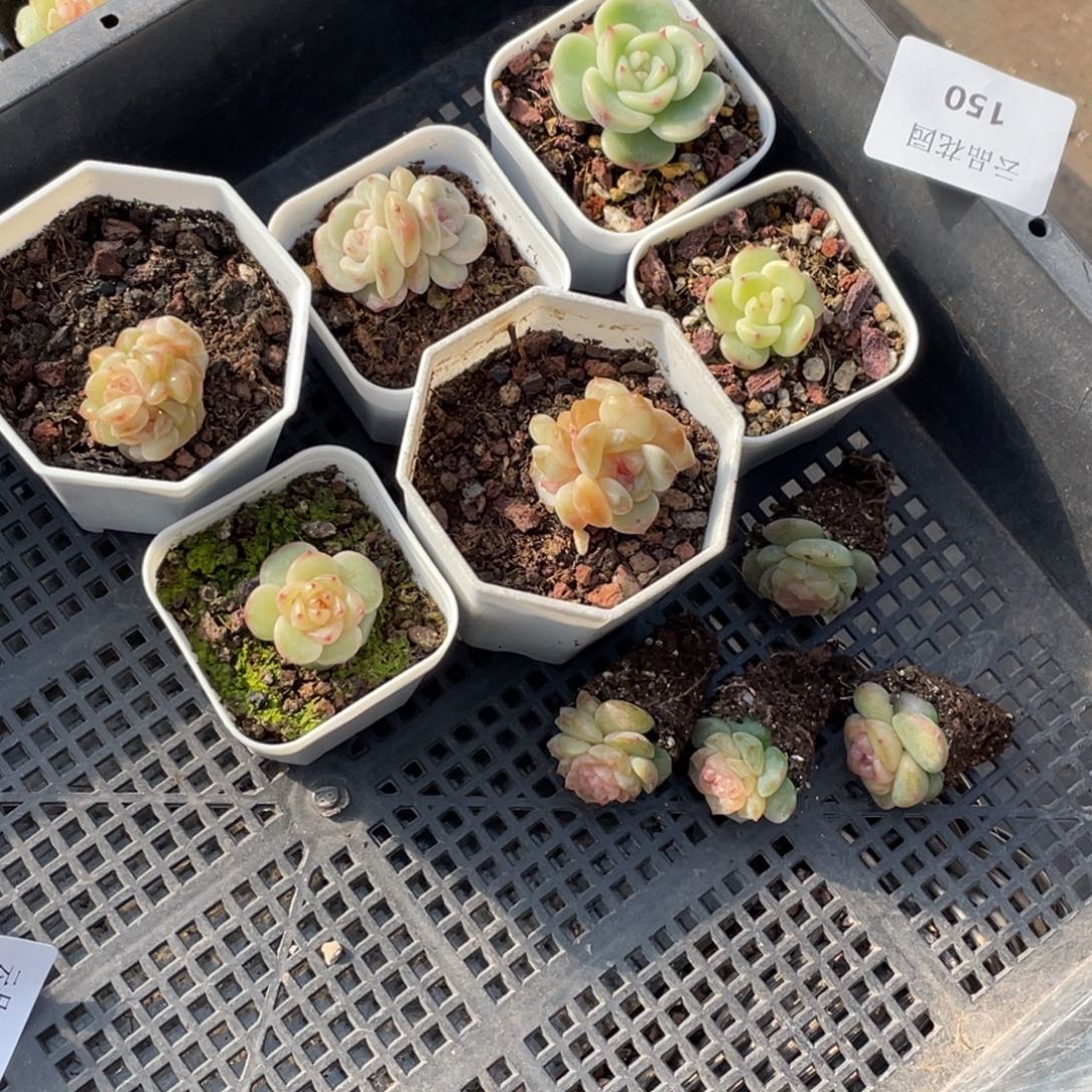 居***y150号糖心冰心珍妮10