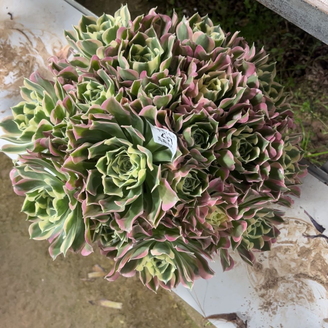 297雨花石多肉植物法师