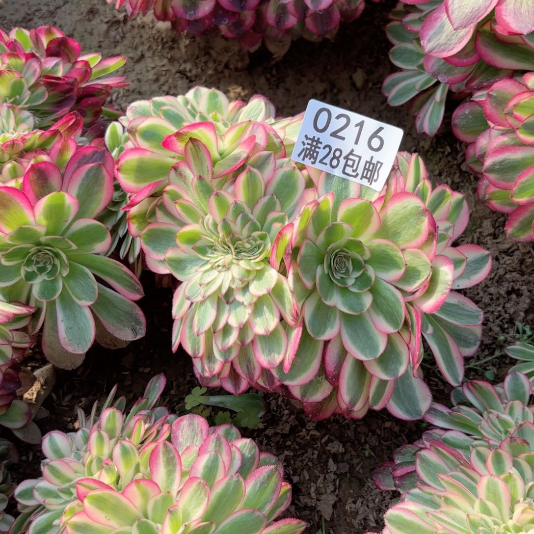 G   0216倾城缀多肉