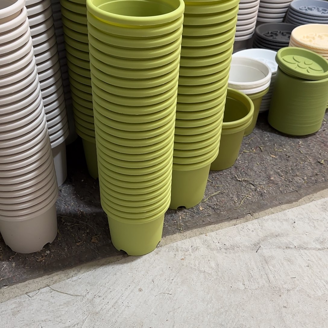 微瑕1号10个无托，果绿