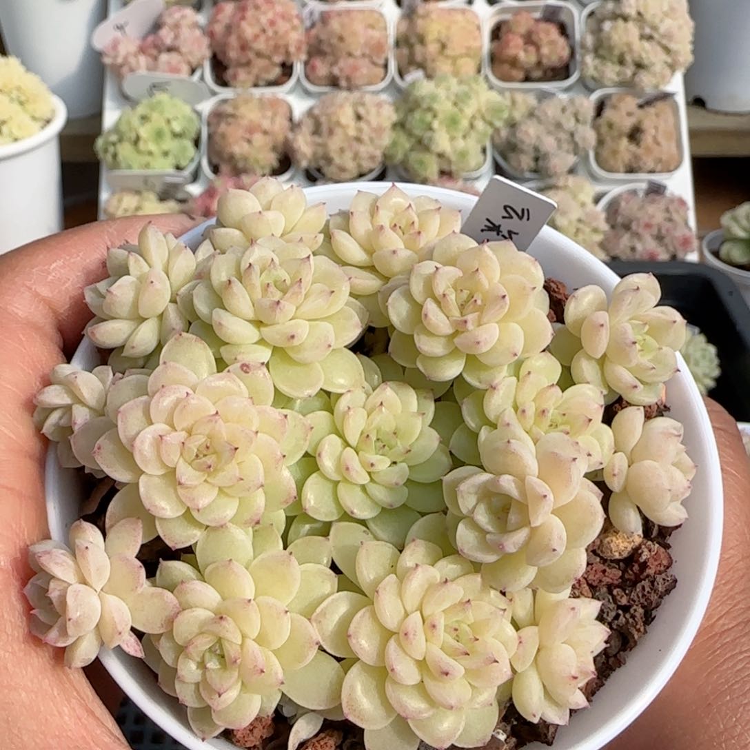 何*包【闪购商品】0205-113（云朵-5）