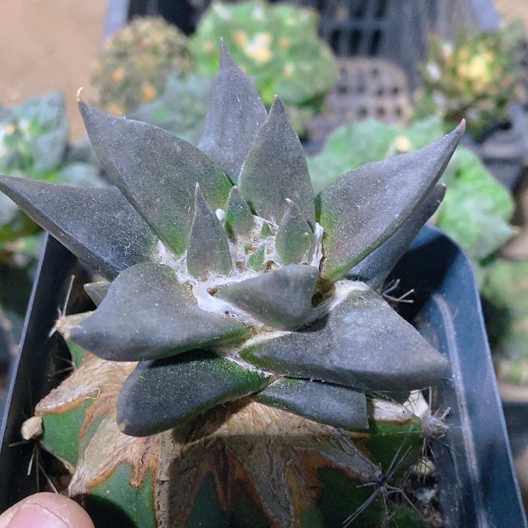 无花朵福利紫叶宽尤龙牙牡丹027