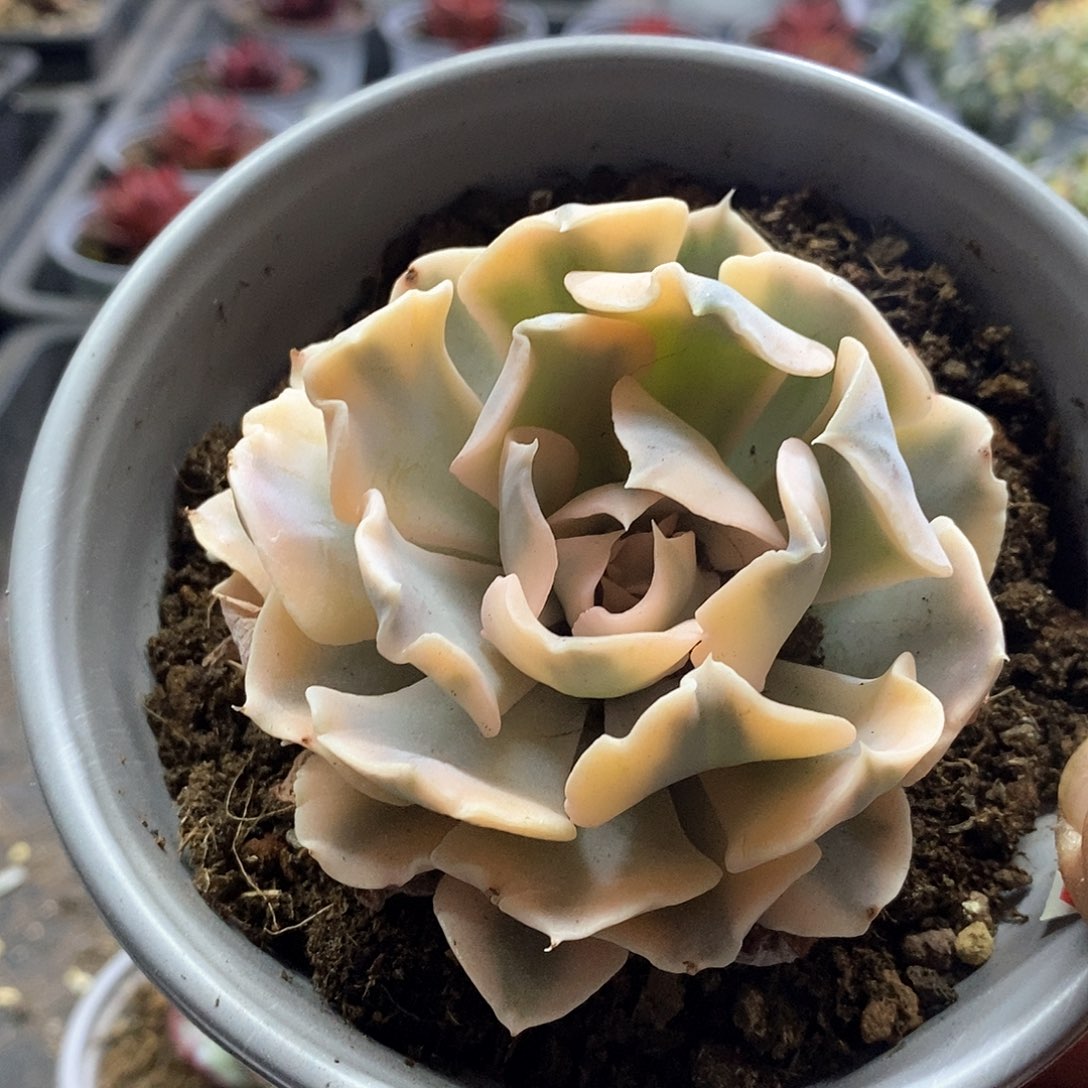 1401精美多肉利比里亚锦