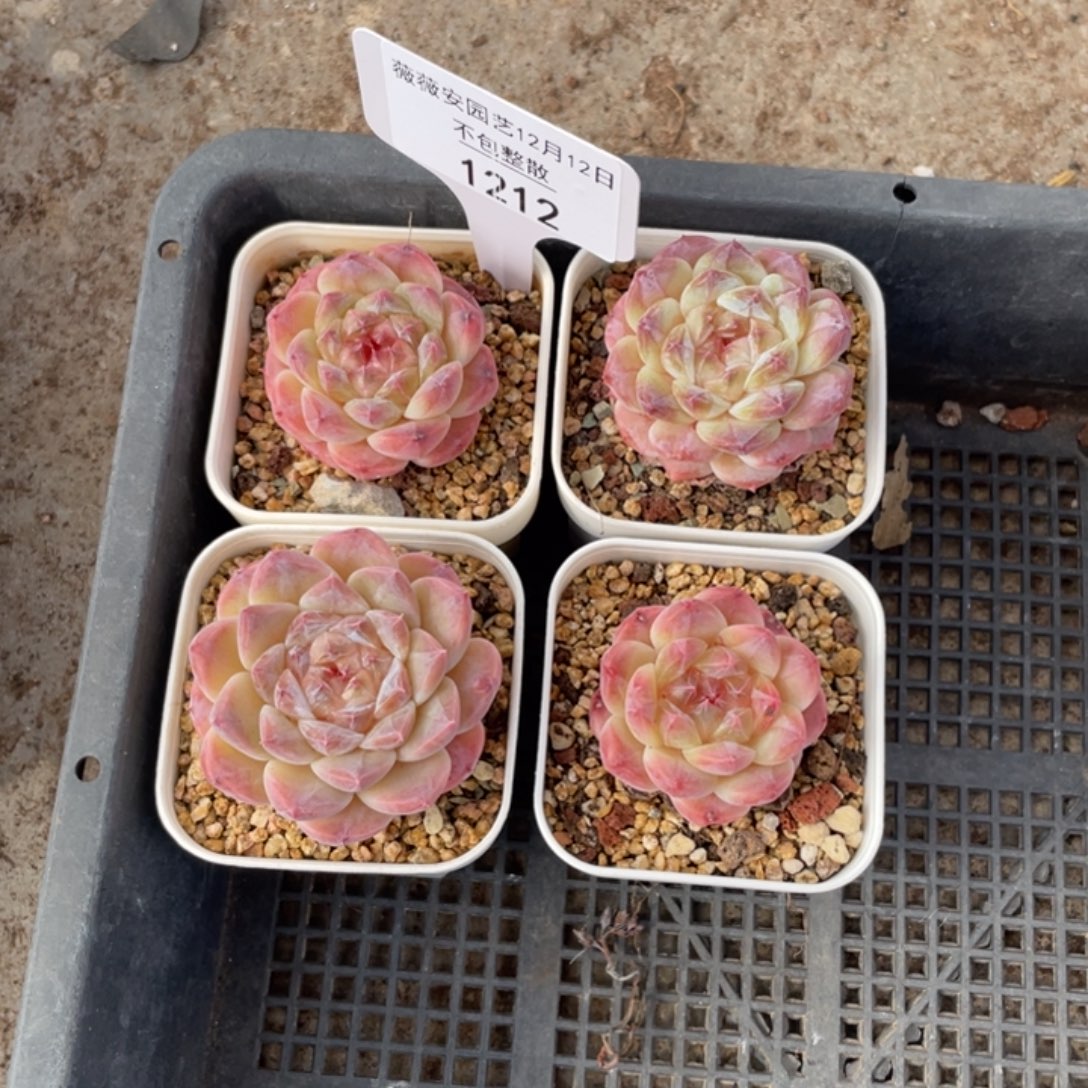 不包整散 盆子不售后1212