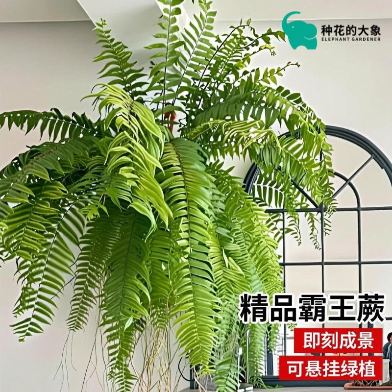 霸王蕨蕨长叶垂吊肾蕨客厅室内吊挂盆栽雨林绿植蕨类天花板