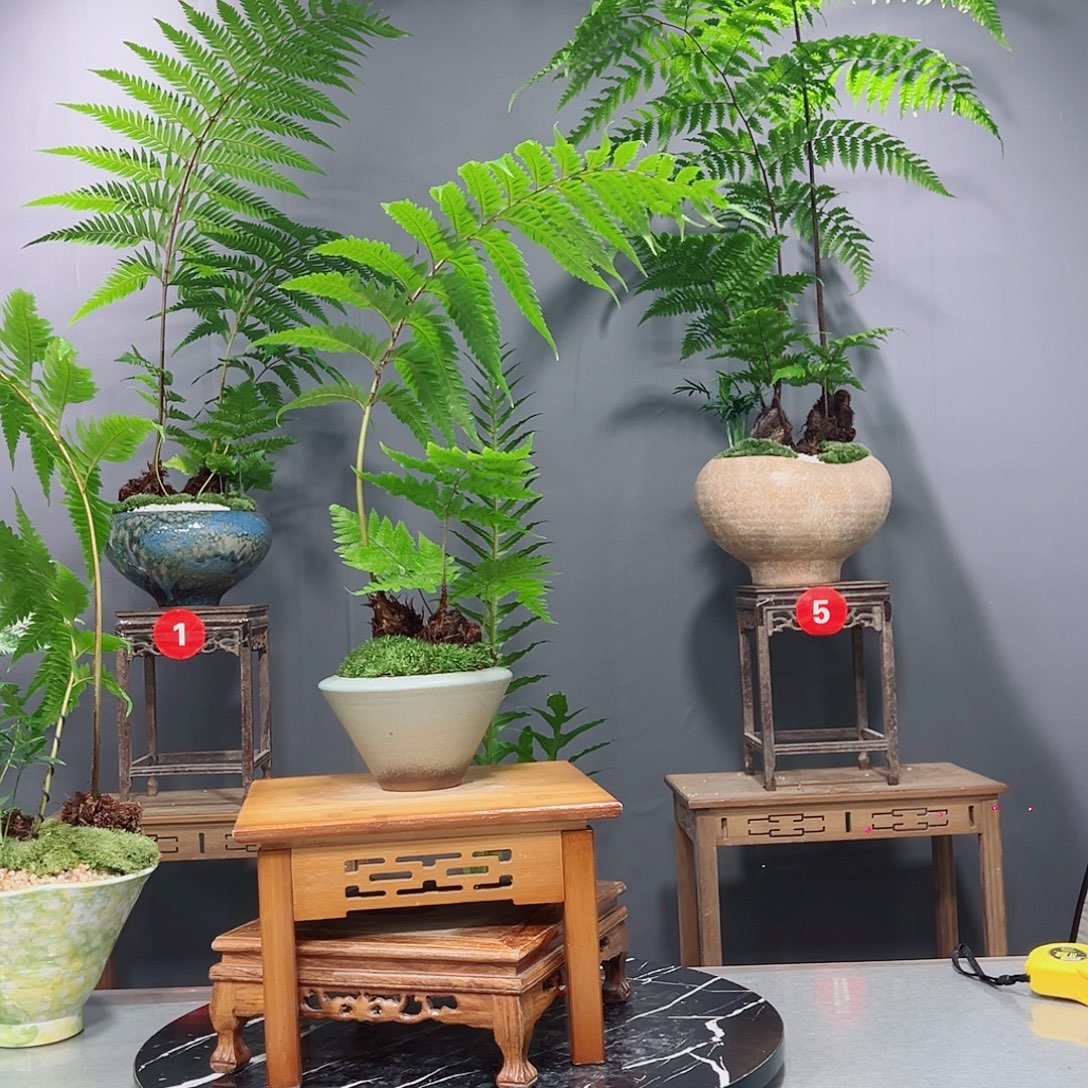 苦***根无花朵蕨类植物等植物形态