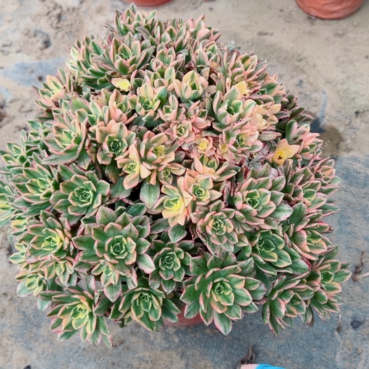 690甜茶多肉植物