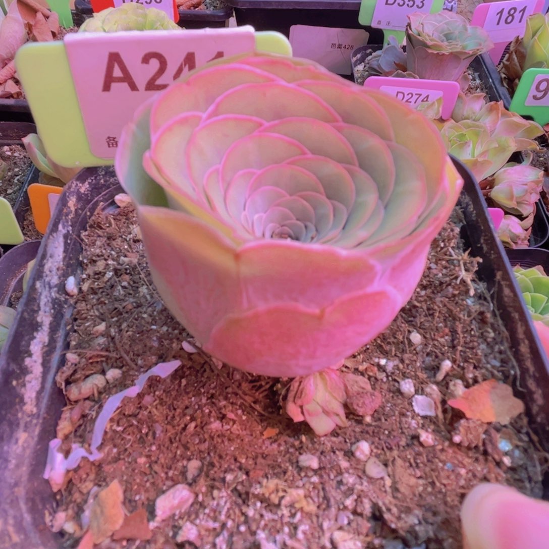 241山地玫瑰粉色